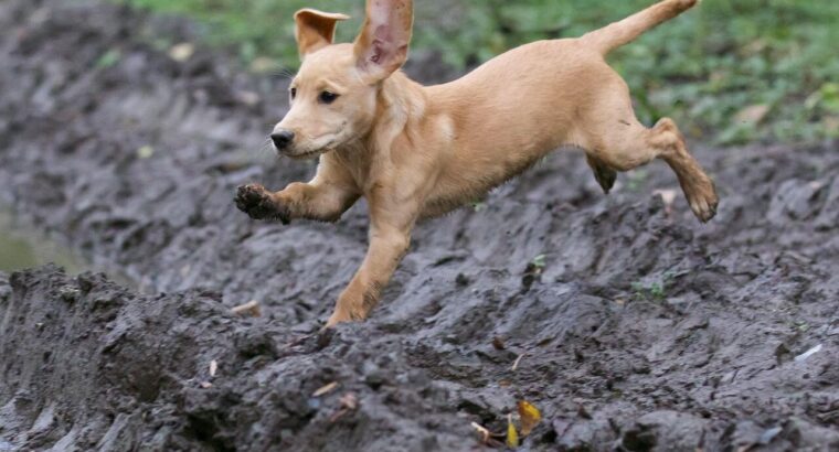 Adorable Labrador Puppies for Sale...